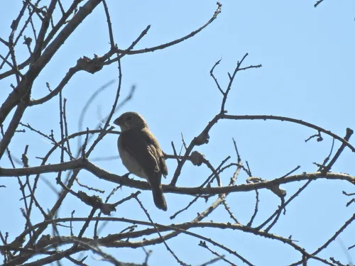 White-bellied Seedeater