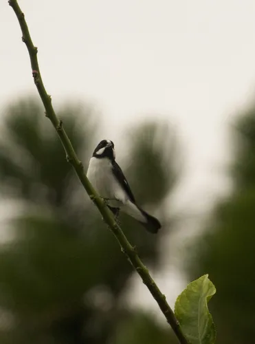 Lined Seedeater