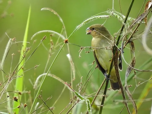 Black-and-white Seedeater