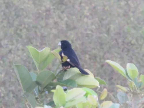 Great-billed Seed-Finch