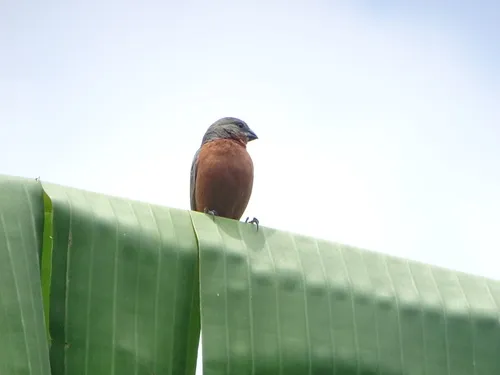 Ruddy-breasted Seedeater