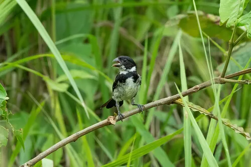 Caqueta Seedeater