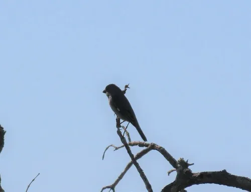 Plumbeous Seedeater