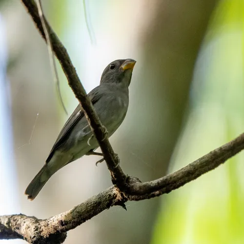 Slate-colored Seedeater