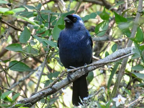 Diademed Tanager