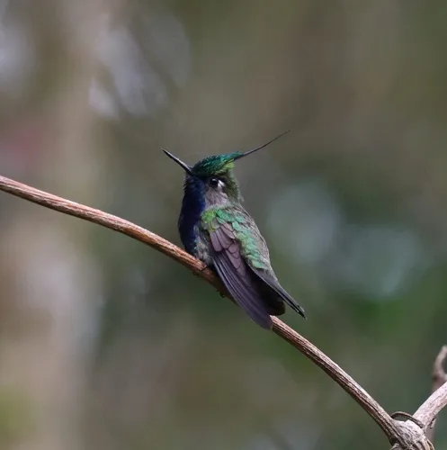 Green-crowned Plovercrest