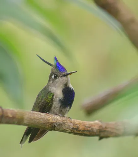 Beija-flor-de-topete-azul