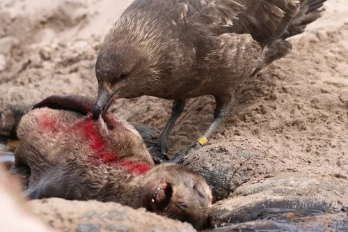 Brown Skua