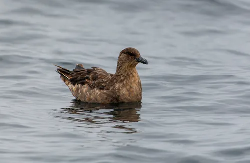 Chilean Skua