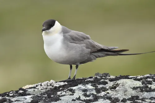 Long-tailed Jaeger