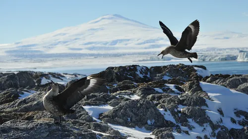 South Polar Skua