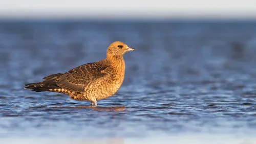 Parasitic Jaeger