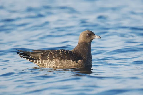 Pomarine Jaeger