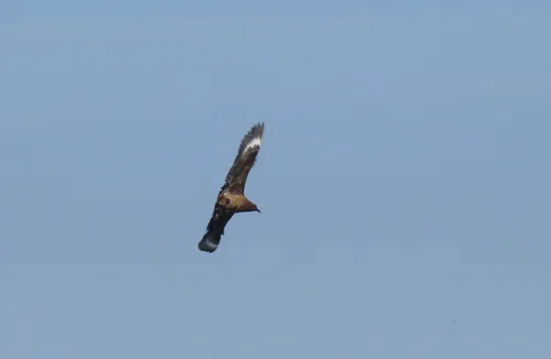 Great Skua