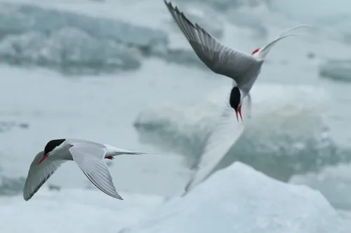 Arctic Tern