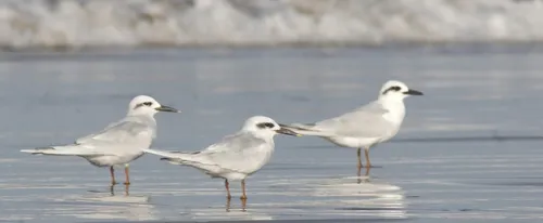 Snowy-crowned Tern