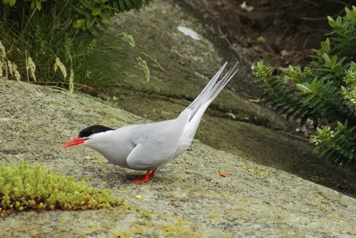 Antarctic Tern