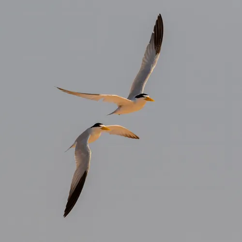 Yellow-billed Tern