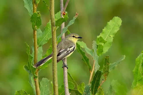 Lesser Wagtail-Tyrant