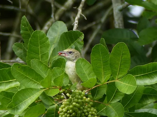 Burnished-buff Tanager