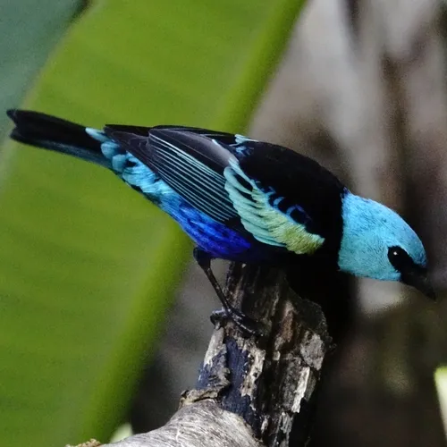 Blue-necked Tanager