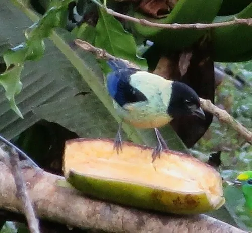 Black-headed Tanager