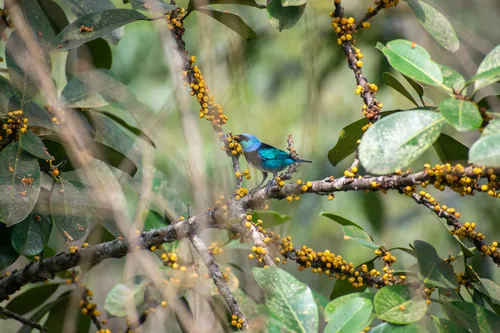 Masked Tanager
