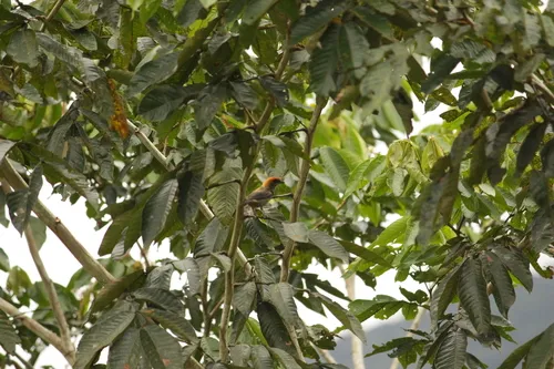 Black-backed Tanager
