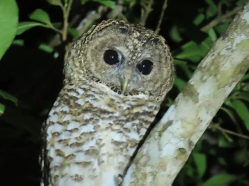 Rusty-barred Owl