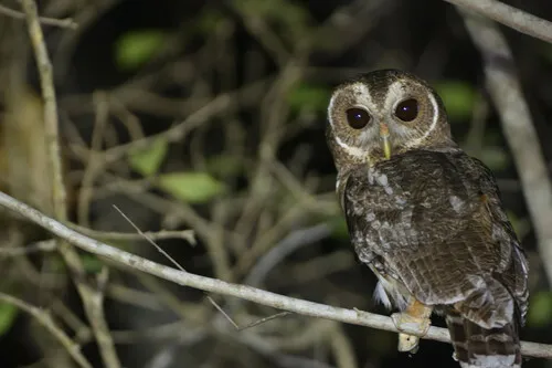 Coruja-do-mato