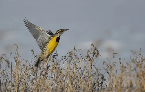 Eastern Meadowlark