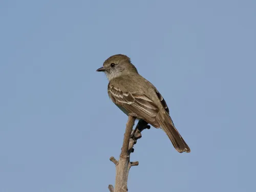 Southern Scrub-Flycatcher