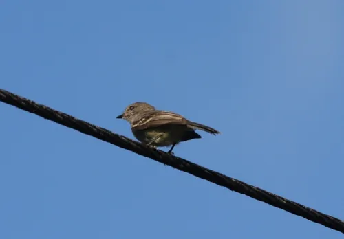 Amazonian Scrub-Flycatcher