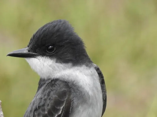 Suiriri Flycatcher