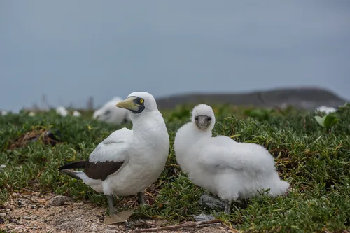 Masked Booby