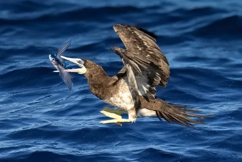 Brown Booby