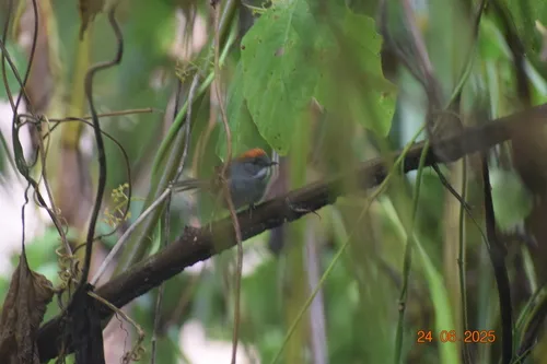 Dark-breasted Spinetail