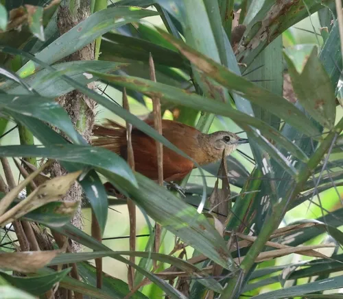 White-lored Spinetail