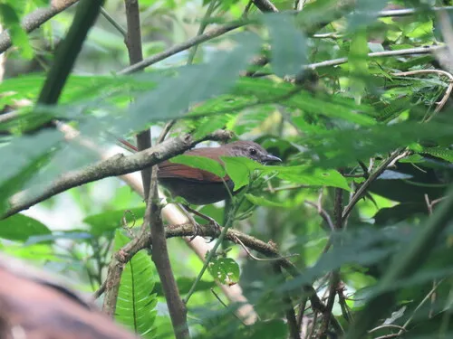 Gray-bellied Spinetail