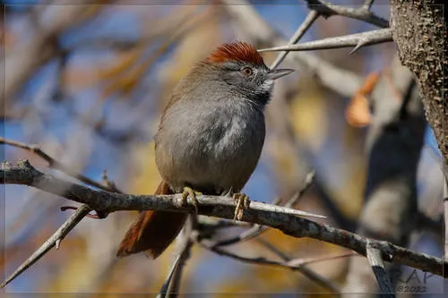 Sooty-fronted Spinetail