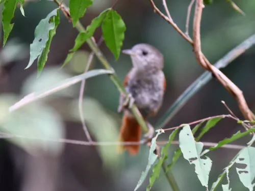 Plain-crowned Spinetail
