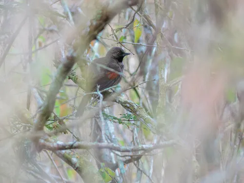 Red-shouldered Spinetail