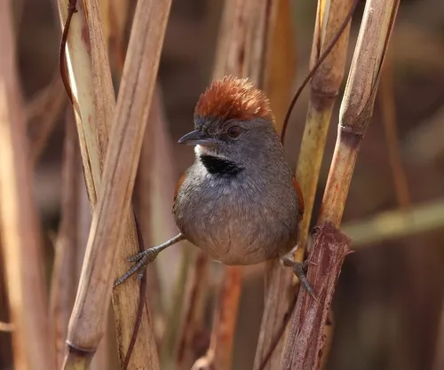 Cinereous-breasted Spinetail