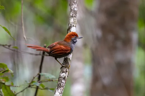 Pinto's Spinetail