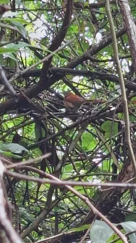Hoary-throated Spinetail