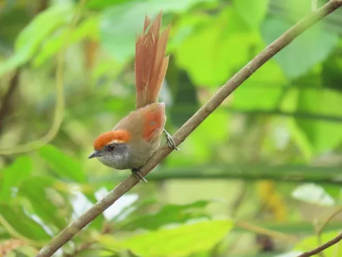 Rufous-capped Spinetail