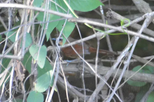 Ochre-cheeked Spinetail