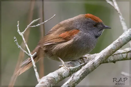 Spix's Spinetail