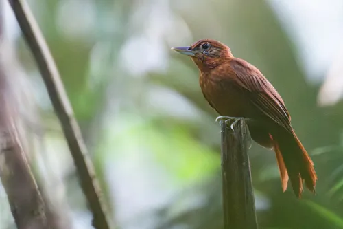 Limpa-folha-de-bico-virado