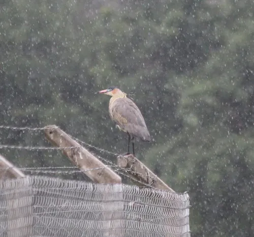 Whistling Heron